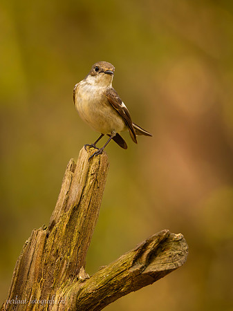 Bonte Vliegenvanger / Pied Flycatcher - Tilburg