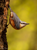 Boomklever / Nuthatch - Tilburg