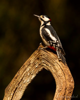 Grote Bonte Specht / Great Spotted Woodpecker