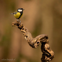 Koolmees / Great Tit