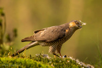 Sperwer / Sparrowhawk - Tilburg