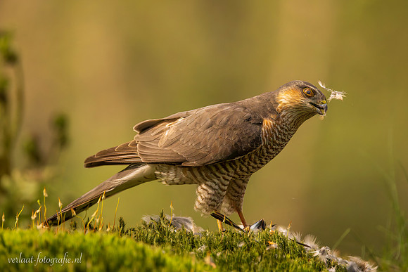 Sperwer / Sparrowhawk - Tilburg