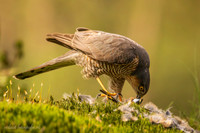 Sperwer / Sparrowhawk - Tilburg