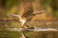 Sperwer / Sparrowhawk - Tilburg