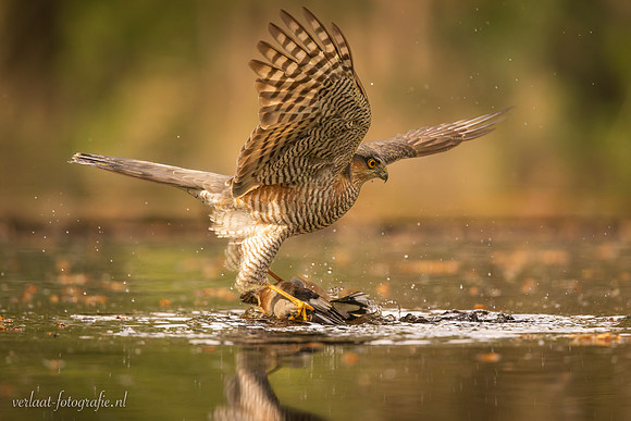 Sperwer / Sparrowhawk - Tilburg
