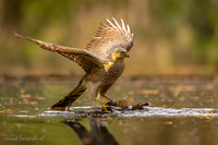 Sperwer / Sparrowhawk