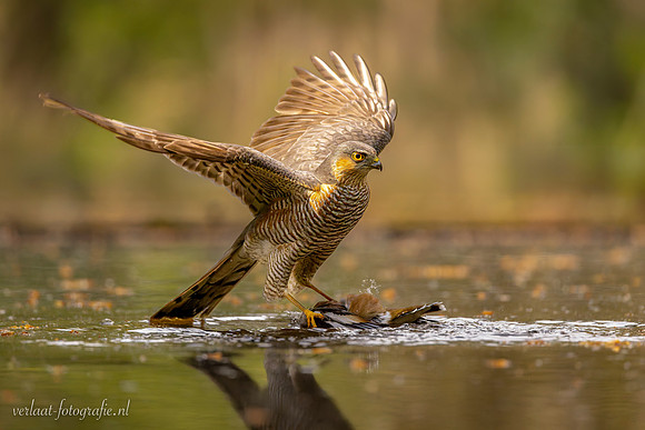 Sperwer / Sparrowhawk - Tilburg