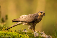 Sperwer / Sparrowhawk - Tilburg