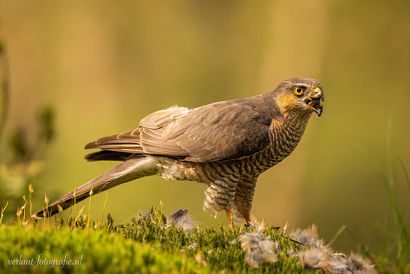 Sperwer / Sparrowhawk - Tilburg