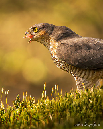 Sperwer / Sparrowhawk - Tilburg