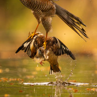 Sperwer / Sparrowhawk - Tilburg