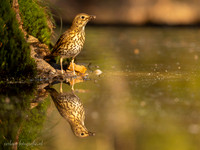 Zanglijster / Song Thrush