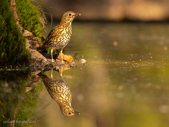 Zanglijster / Song Thrush - Tilburg