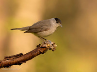 Zwartkop / Blackcap