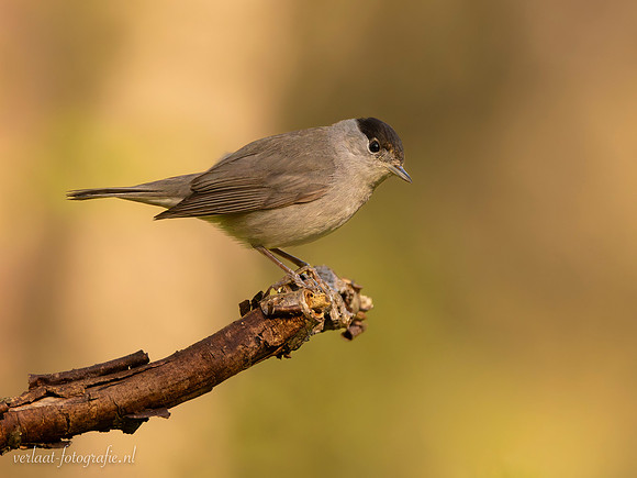 Zwartkop / Blackcap - Tilburg
