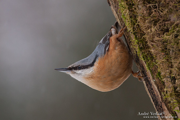 Boomklever / Nuthatch - Bussum