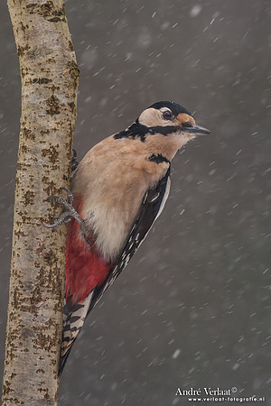 Grote Bonte Specht / Great Spotted Woodpecker - Bussum