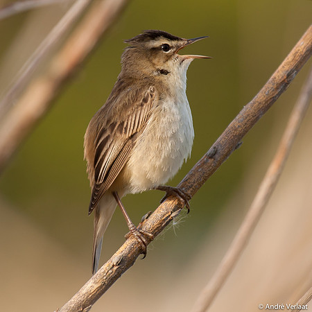 Rietzanger / Sedge Warbler - Egboetswater