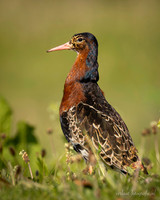 Kemphaan / Ruff