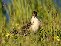 Kemphaan / Ruff - Workum