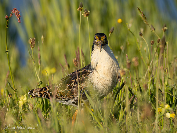 Kemphaan / Ruff - Workum