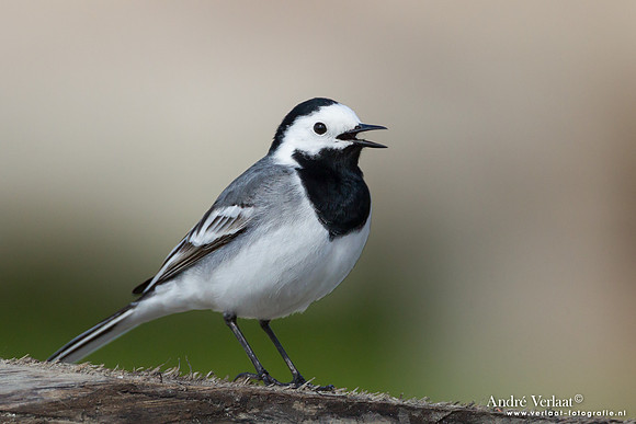 Witte Kwikstaart / White Wagtail - Den Oever