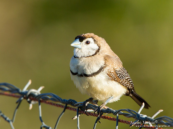 Bichenows Astrild / Double-barred Finch - Highfields