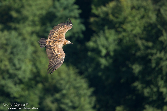 Vale Gier / Eurasian Griffon - Gorges de la Jonte