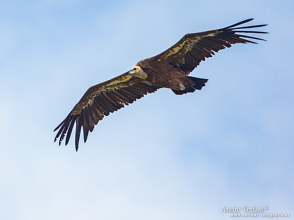 Vale Gier / Eurasian Griffon - Gorges de la Jonte