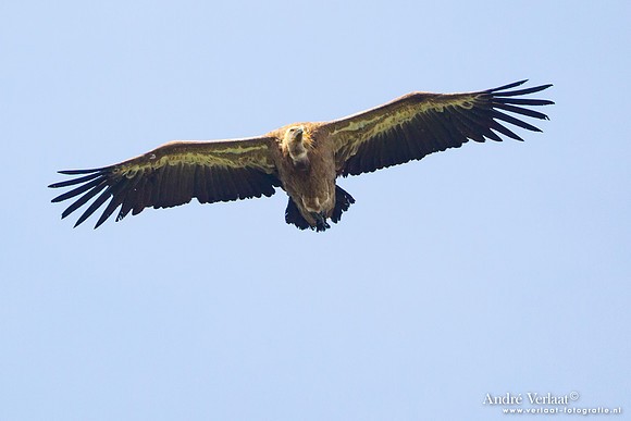 Vale Gier / Eurasian Griffon - Gorges de la Jonte