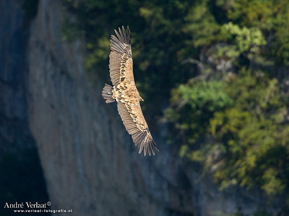 Vale Gier / Eurasian Griffon - Gorges de la Jonte
