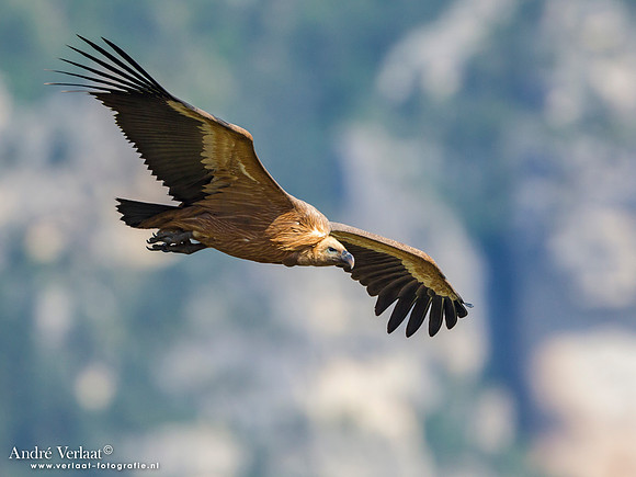 Vale Gier / Eurasian Griffon - Gorges de la Jonte