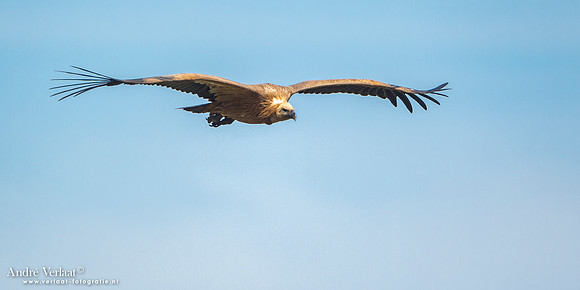 Vale Gier / Eurasian Griffon - Gorges de la Jonte