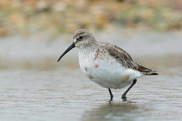 Krombekstrandloper / Curlew Sandpiper - Den Helder