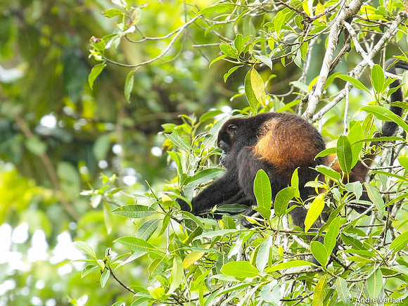 Brulaap / Howler Monkey - Sarapiquí, Costa Rica