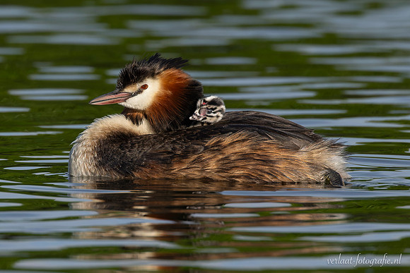 Fuut / Great Crested Grebe - Wognum