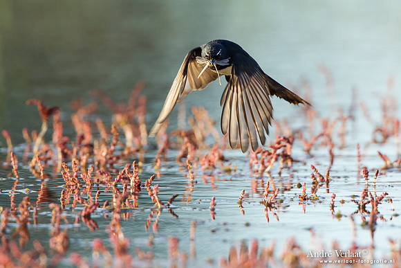 Tuinwaaierstaart / Willie Wagtail - Bowra Sanctuary
