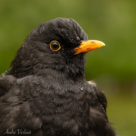 Merel / Blackbird - Espelo
