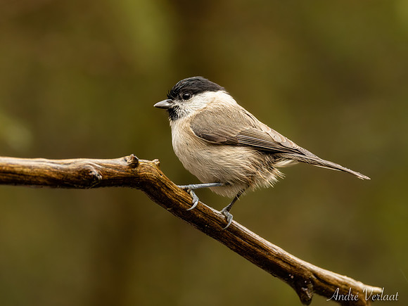 Glanskop / Marsh Tit - Espelo