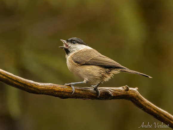 Glanskop / Marsh Tit - Espelo