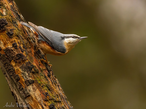 Boomklever / Nuthatch - Espelo