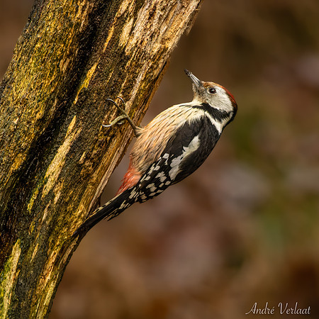 Middelste Bonte Specht / Middle Spotted Woodpecker - Espelo