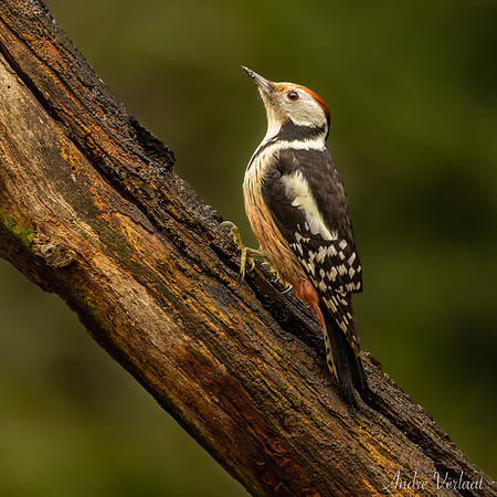 Middelste Bonte Specht / Middle Spotted Woodpecker - Espelo