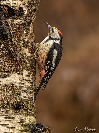 Middelste Bonte Specht / Middle Spotted Woodpecker - Espelo