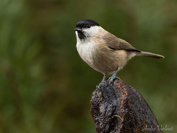 Glanskop / Marsh Tit - Lemelerveld