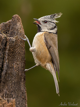 Kuifmees / Crested Tit - Lemelerberg