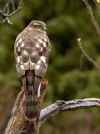 Sperwer / Sparrowhawk - Lemelerveld