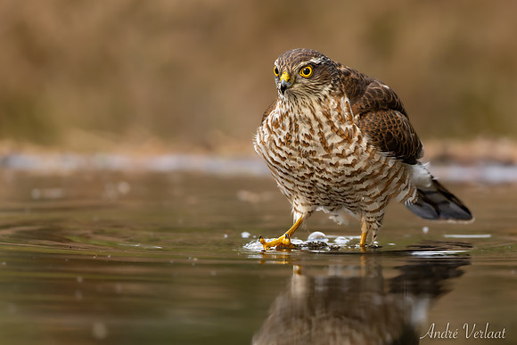 Sperwer / Sparrowhawk - Lemelerveld