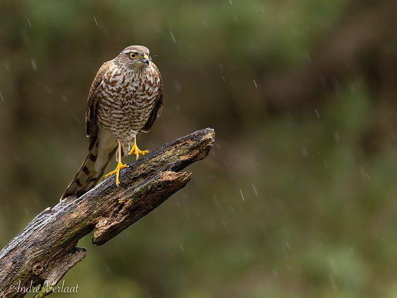 Sperwer / Sparrowhawk - Lemelerveld