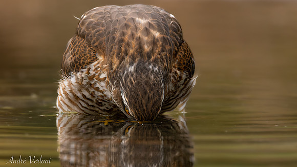 Sperwer / Sparrowhawk - Lemelerveld